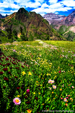 Govenor Basin Wildflowers.jpg